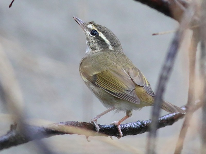 Pale-legged Leaf Warbler - Anonymous