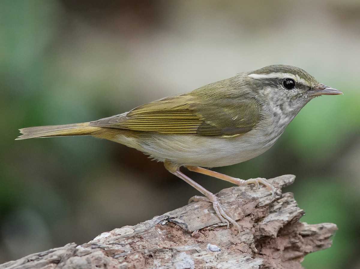 Pale-legged Leaf Warbler - Phylloscopus tenellipes - Birds of the World