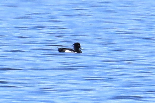 Tufted Duck - ML158861821