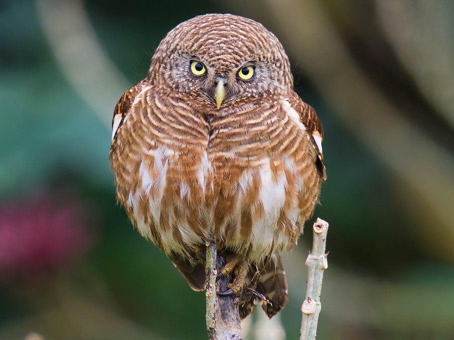 Asian Barred Owlet - Craig Brelsford