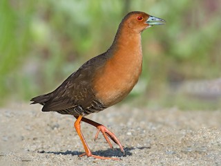  - Band-bellied Crake