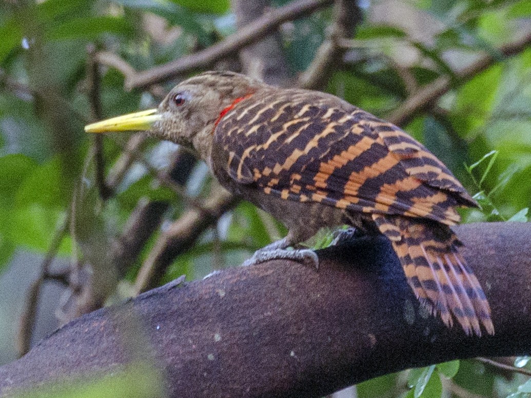 Bay Woodpecker - eBird