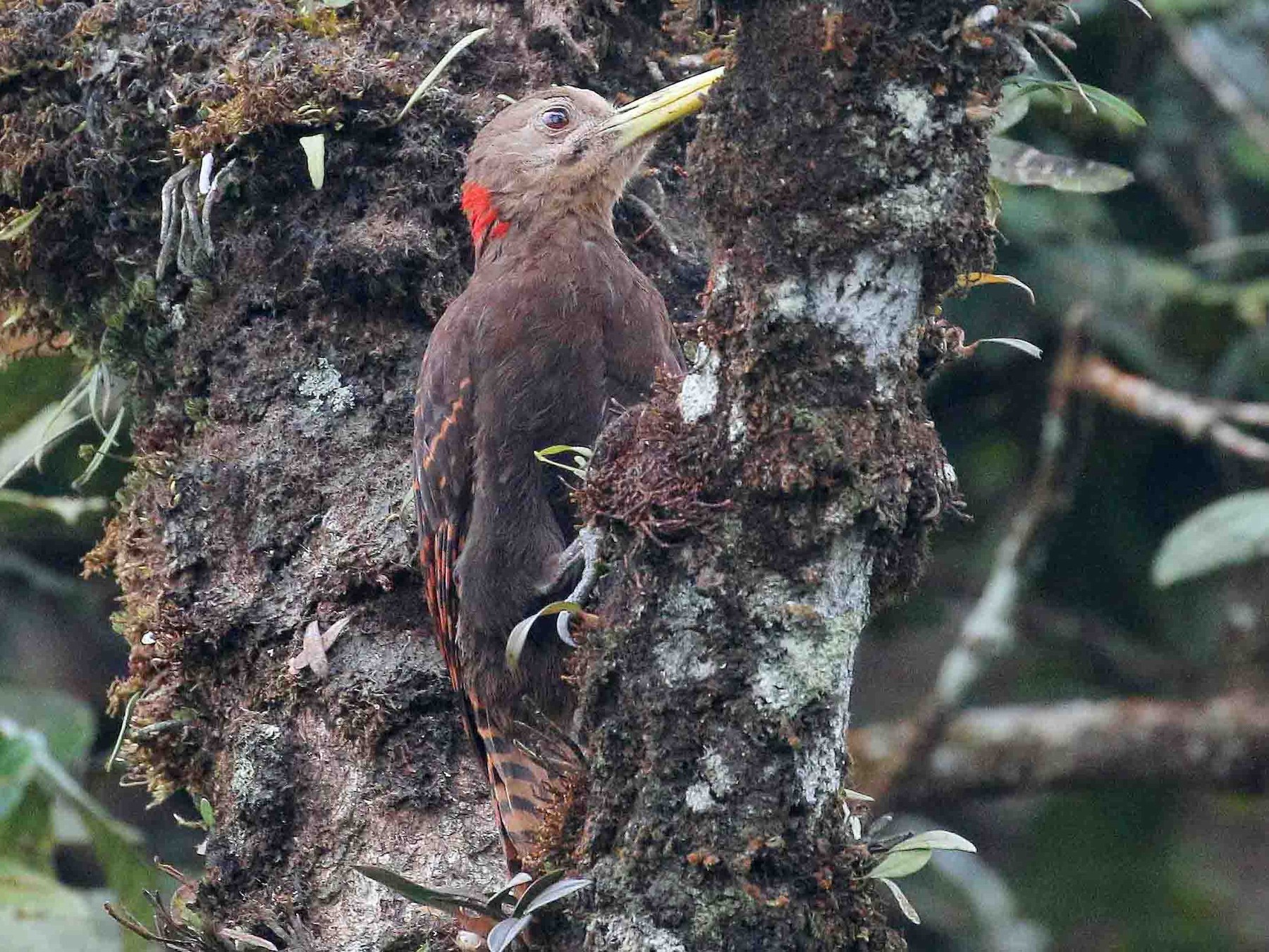 Bay Woodpecker - Neoh Hor Kee
