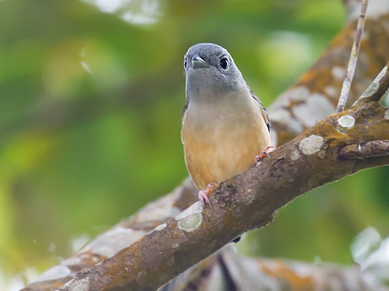 White-browed Shrike-Babbler - Craig Brelsford