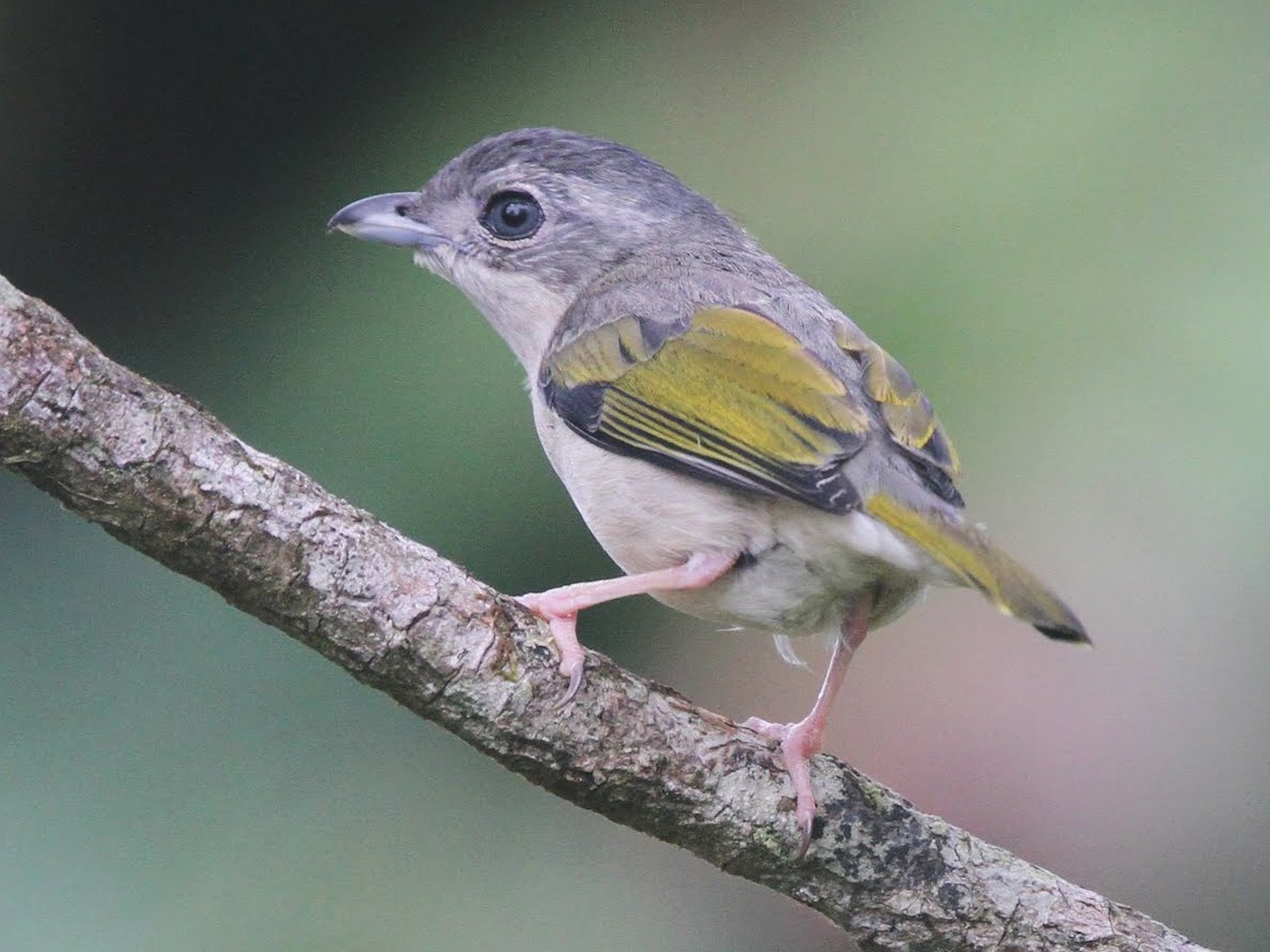White-browed Shrike-Babbler - Brendan Klick