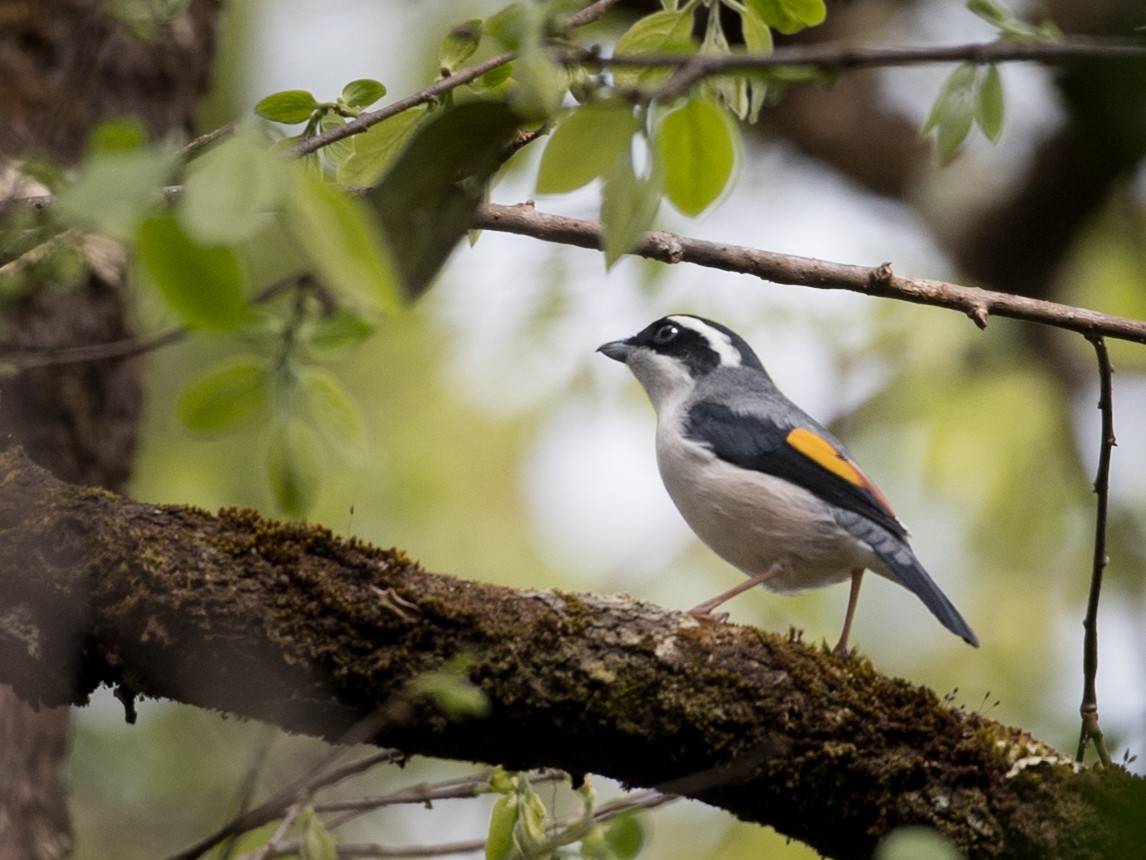 White-browed Shrike-Babbler - Ian Davies