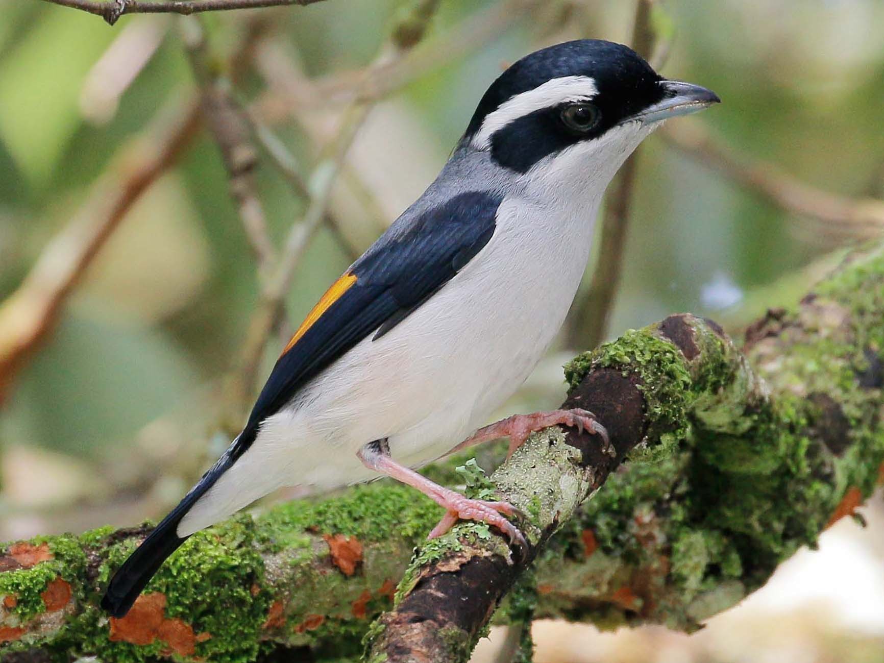 White-browed Shrike-Babbler - Neoh Hor Kee