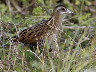  - Brown-cheeked Rail