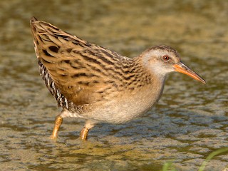  - Brown-cheeked Rail