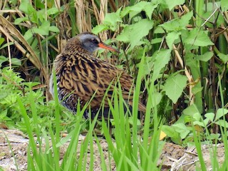  - Brown-cheeked Rail