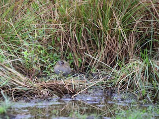  - Brown-cheeked Rail