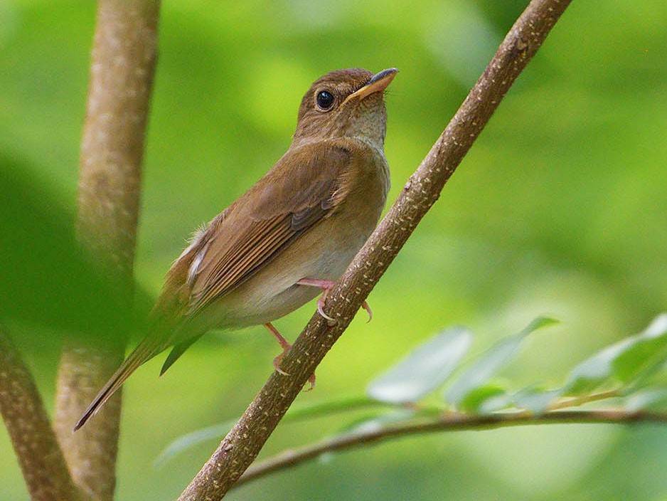 Brown-chested Jungle Flycatcher - Khemthong Tonsakulrungruang