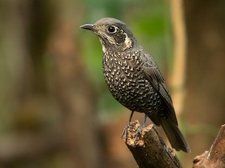 雌鳥 - Ayuwat Jearwattanakanok - ML158862921