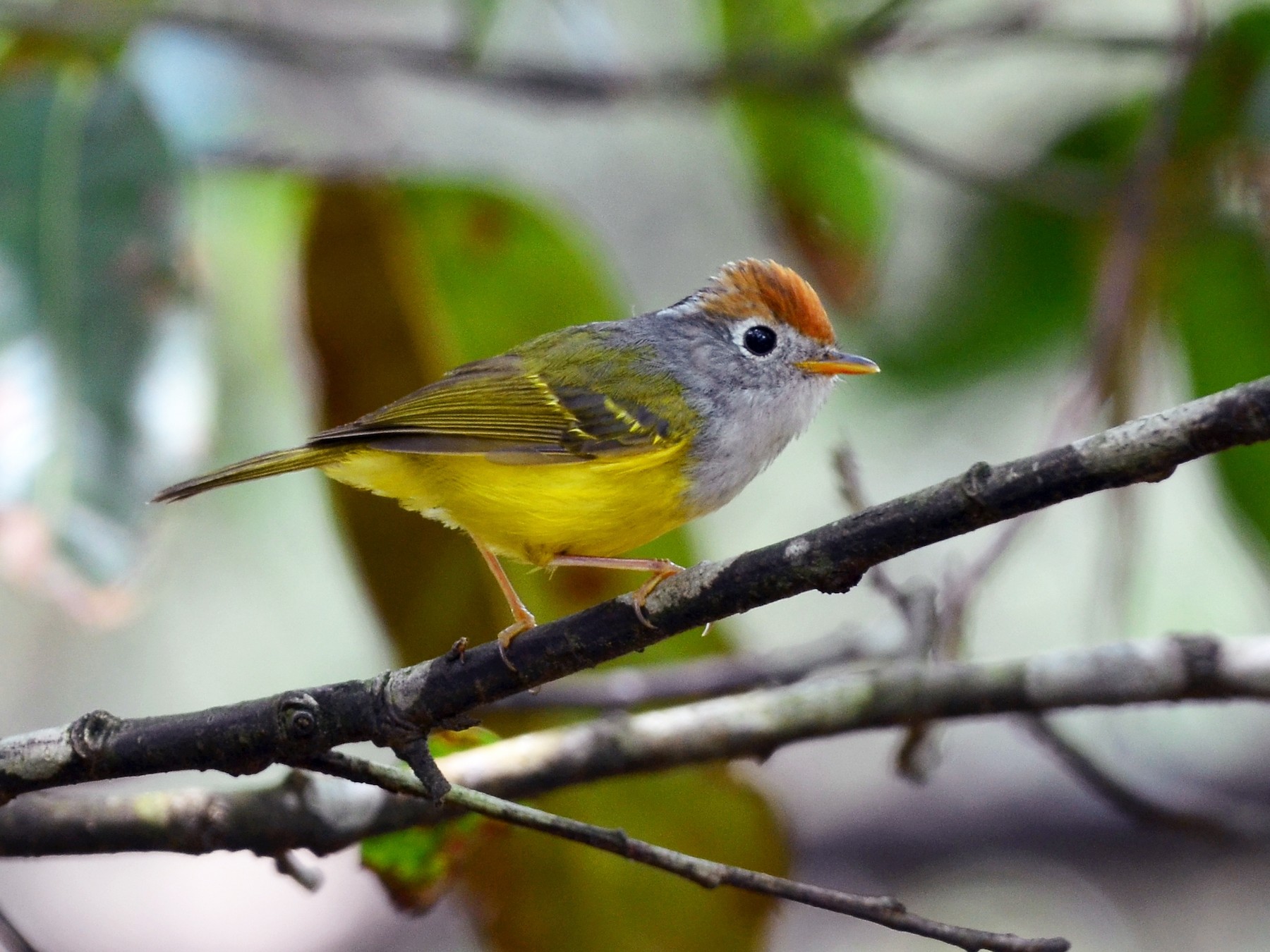 Chestnut-crowned Warbler - Chun-Chieh Liao