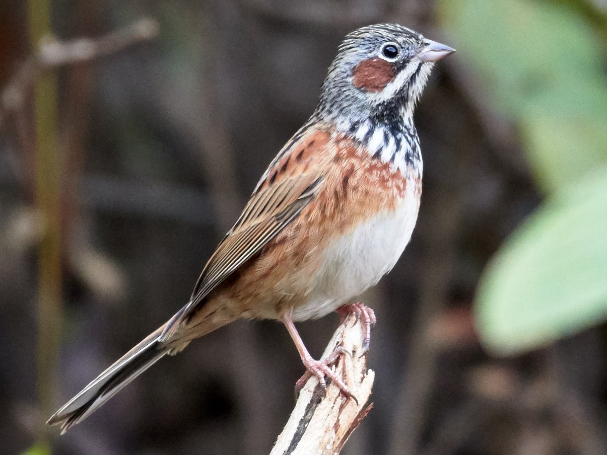 24 Common Backyard Birds in China to Identify - Sonoma Birding