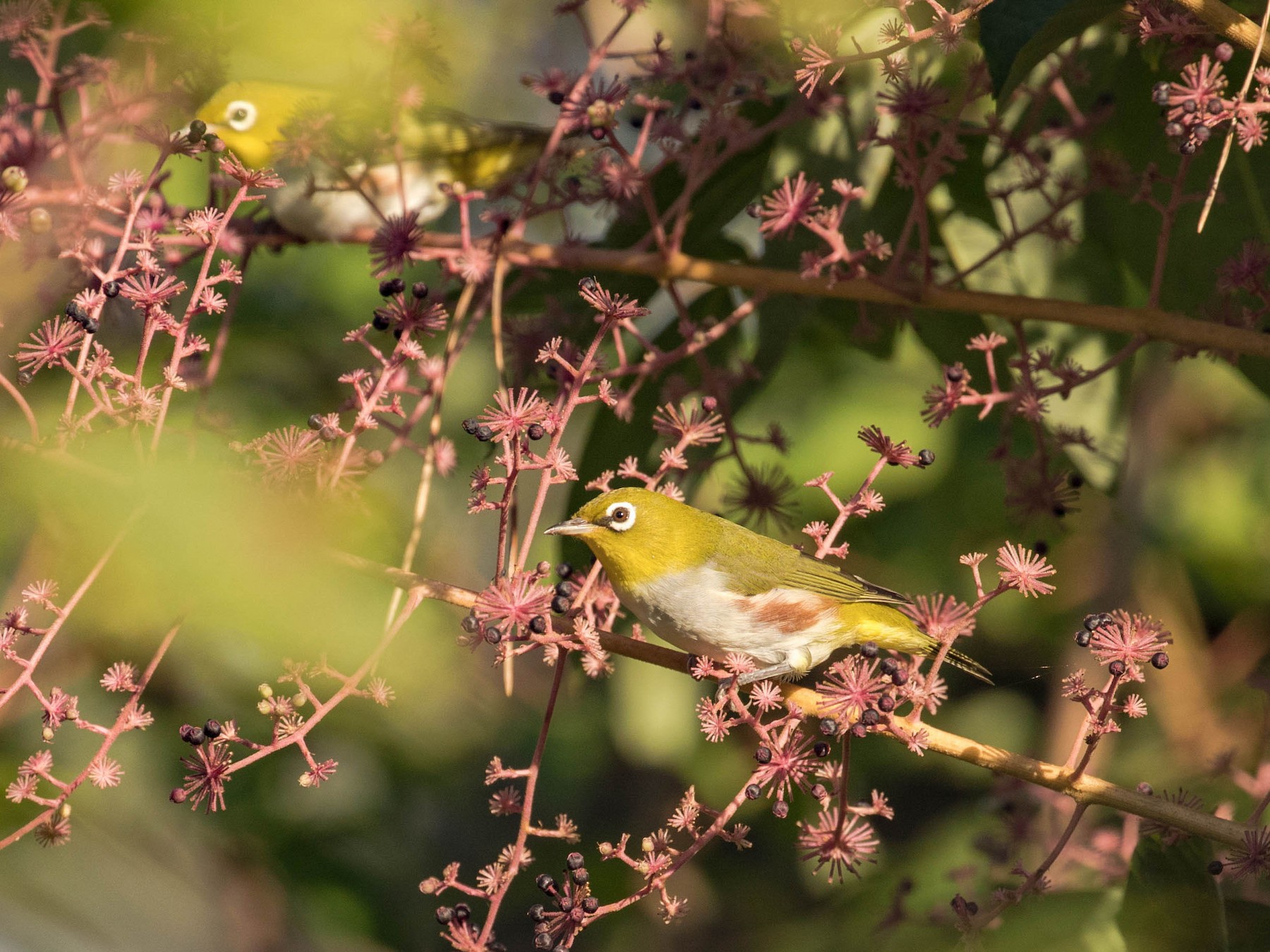 チョウセンメジロ eBird