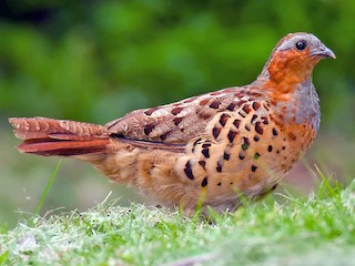  - Chinese Bamboo-Partridge