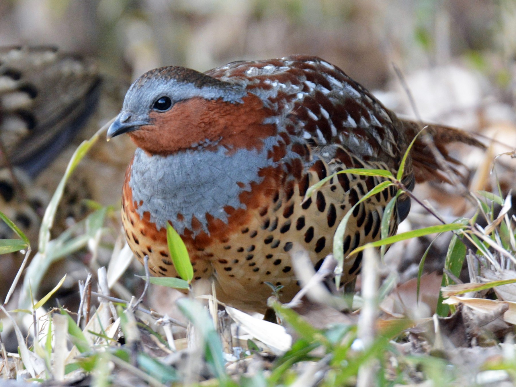 Chinese Bamboo-Partridge - Yasuhiko Komatsu