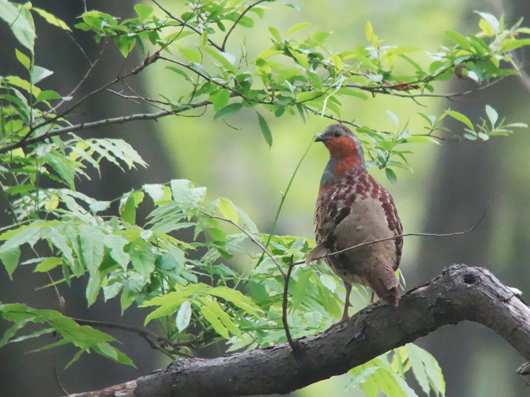 Chinese Bamboo-Partridge - Tomohiro Iuchi