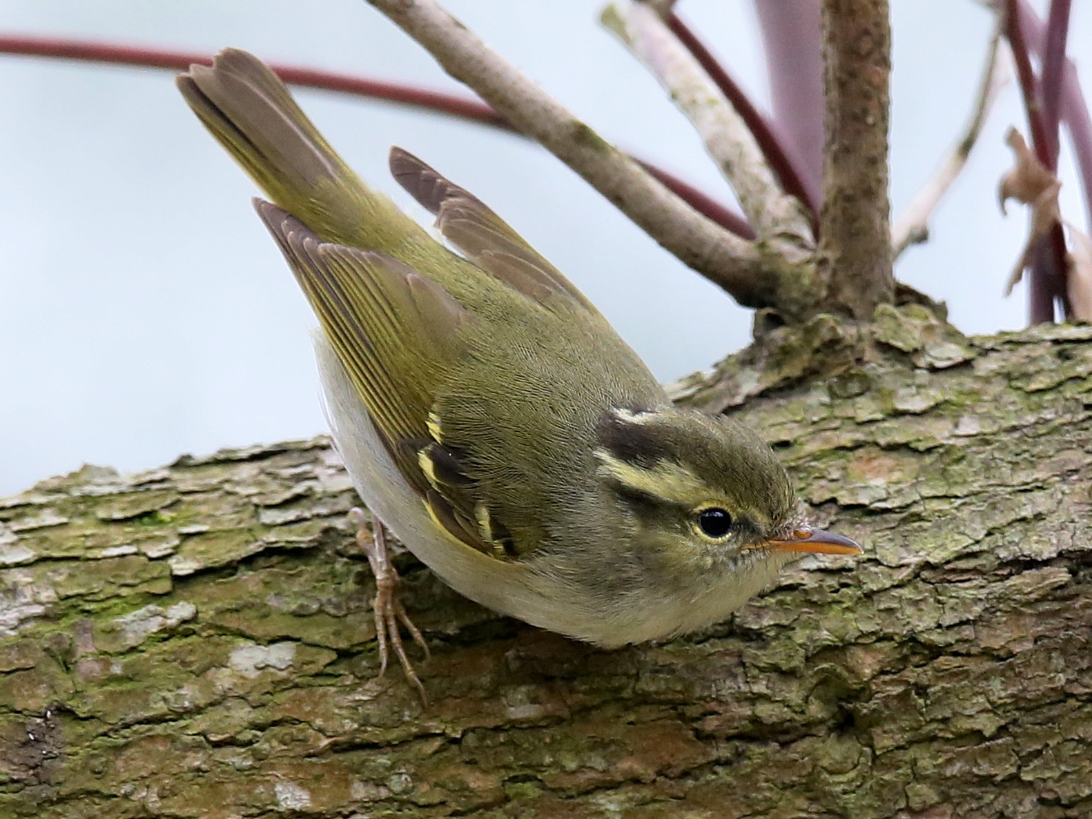 克氏冠紋柳鶯 Ebird