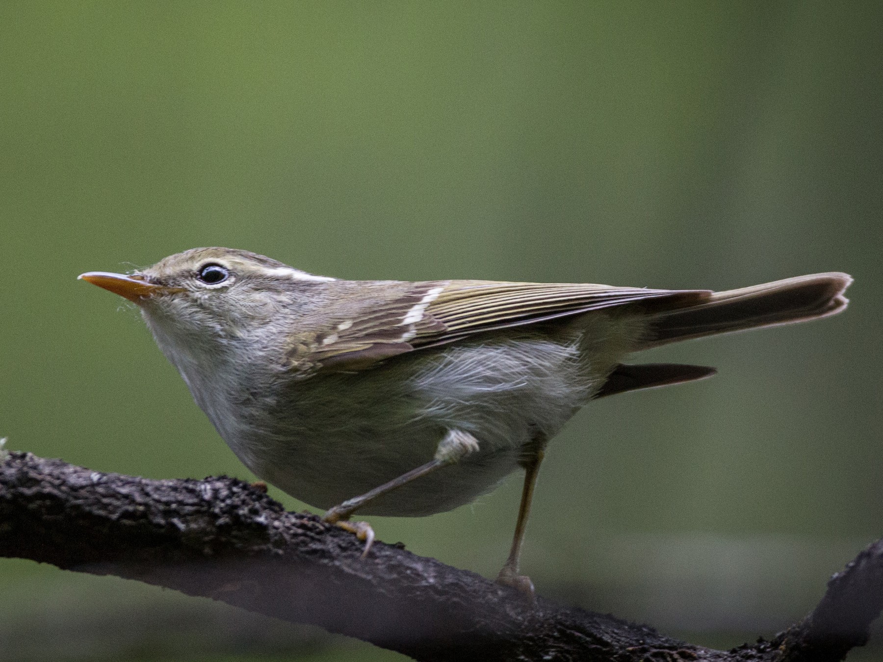 克氏冠紋柳鶯 Ebird