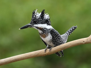  - Crested Kingfisher