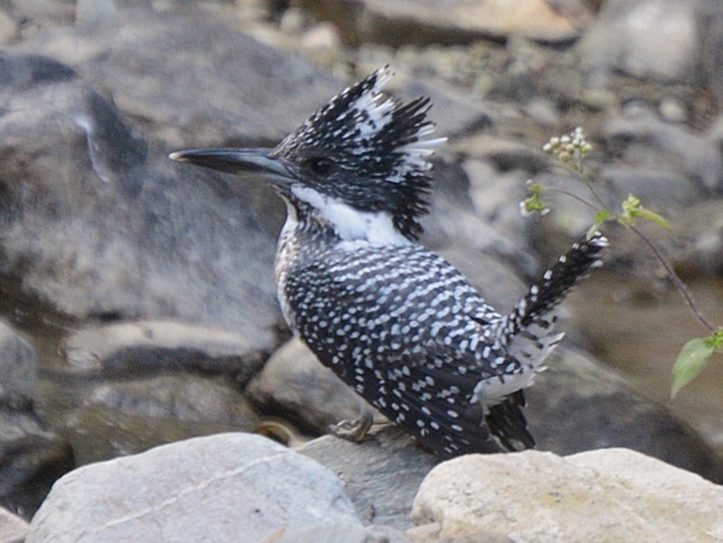 Crested Kingfisher - Henry Cook