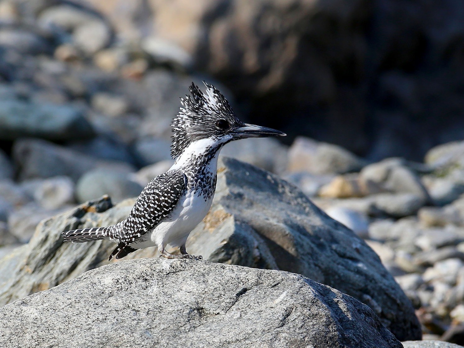 Crested Kingfisher - Shah Jahan