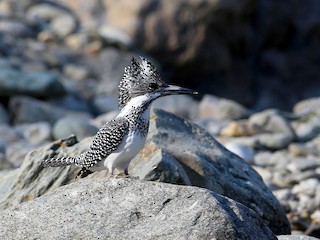  - Crested Kingfisher