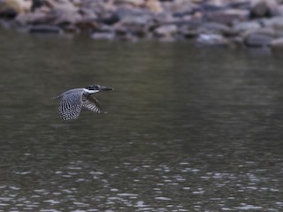  - Crested Kingfisher