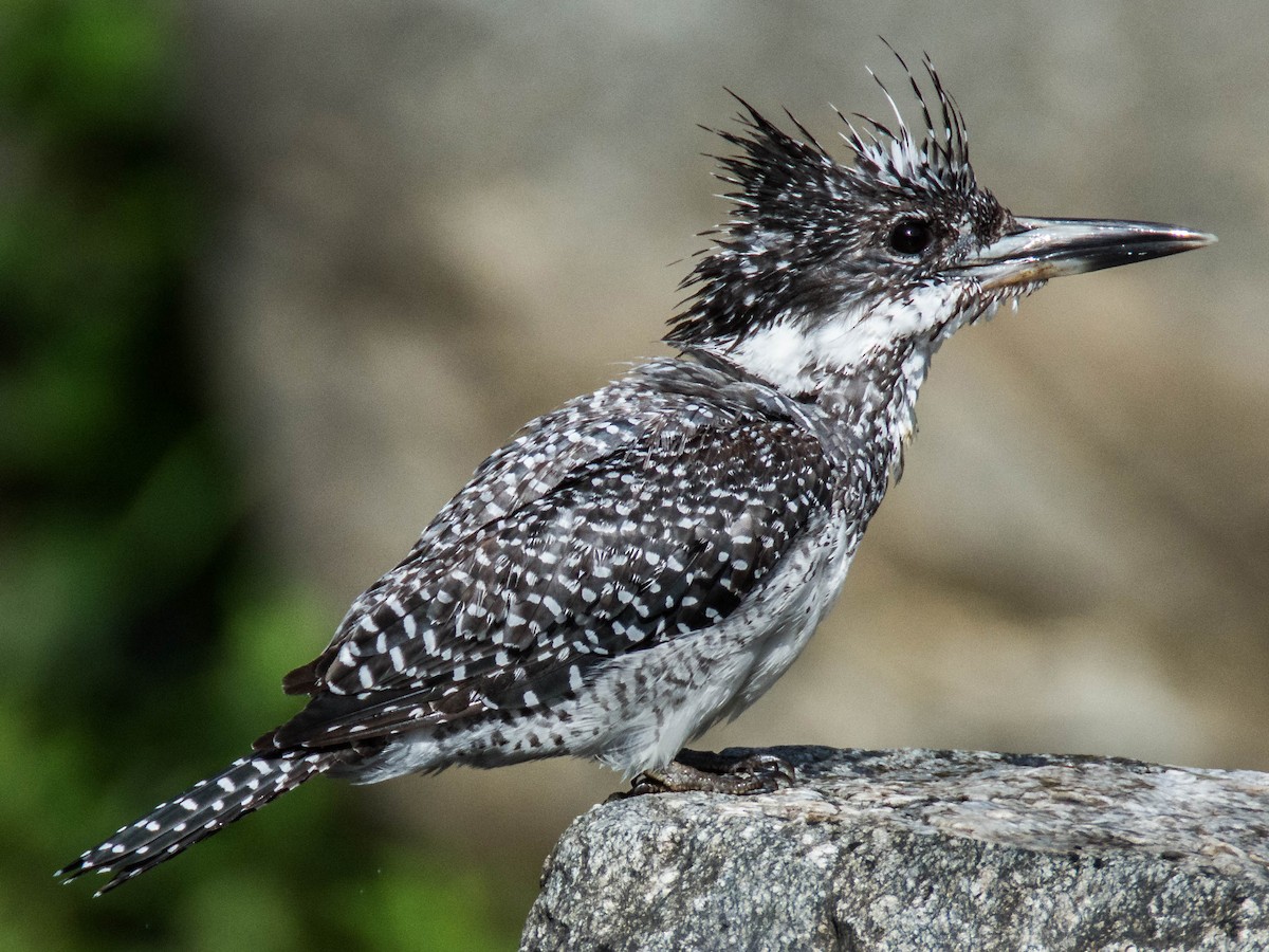 Crested Kingfisher Ebird