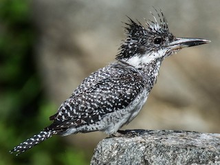  - Crested Kingfisher