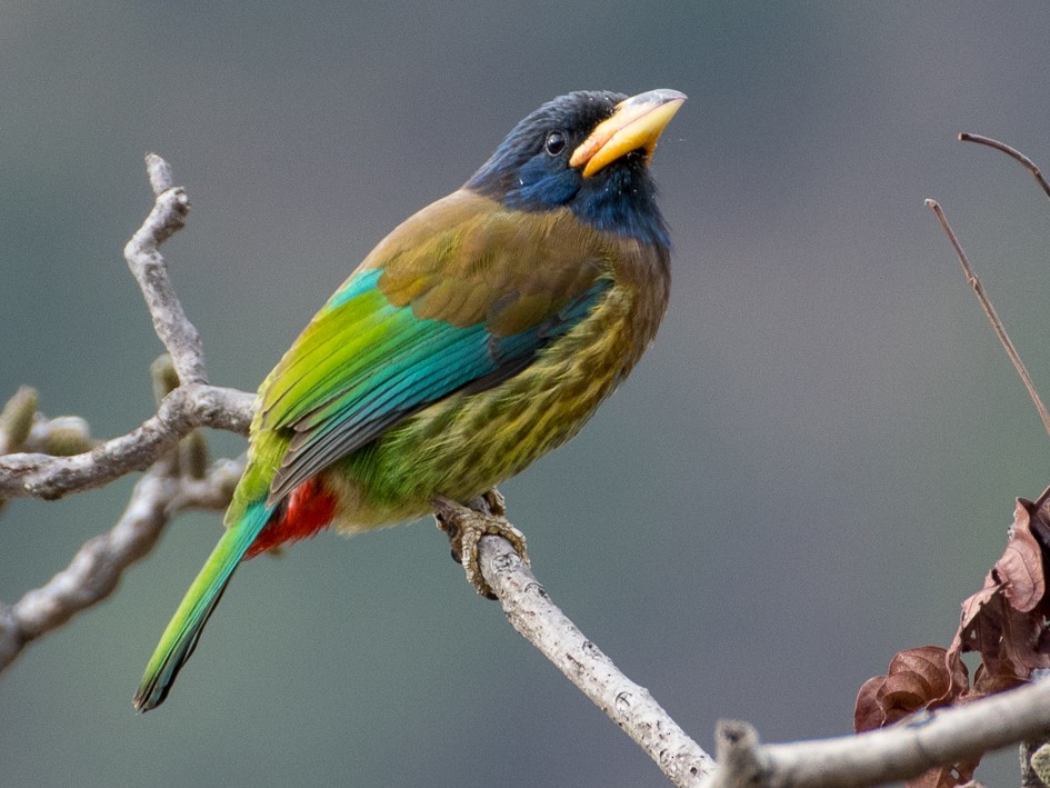 Great Barbet - eBird