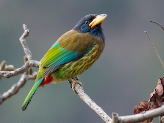  - Great Barbet
