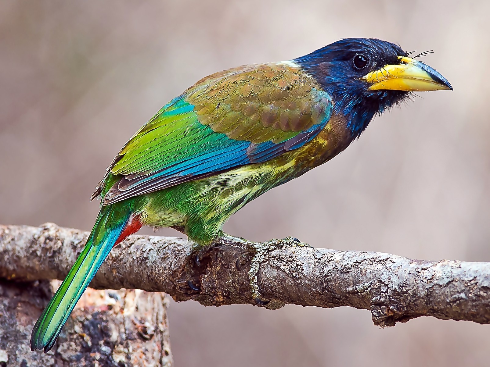 Great Barbet - Hemant Kirola