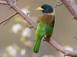  - Great Barbet
