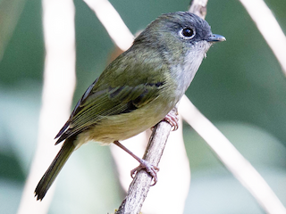  - Green Shrike-Babbler