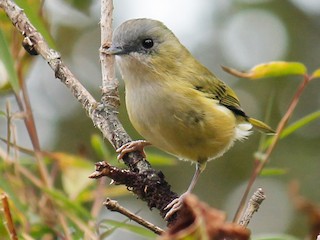  - Green Shrike-Babbler