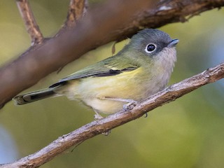  - Green Shrike-Babbler