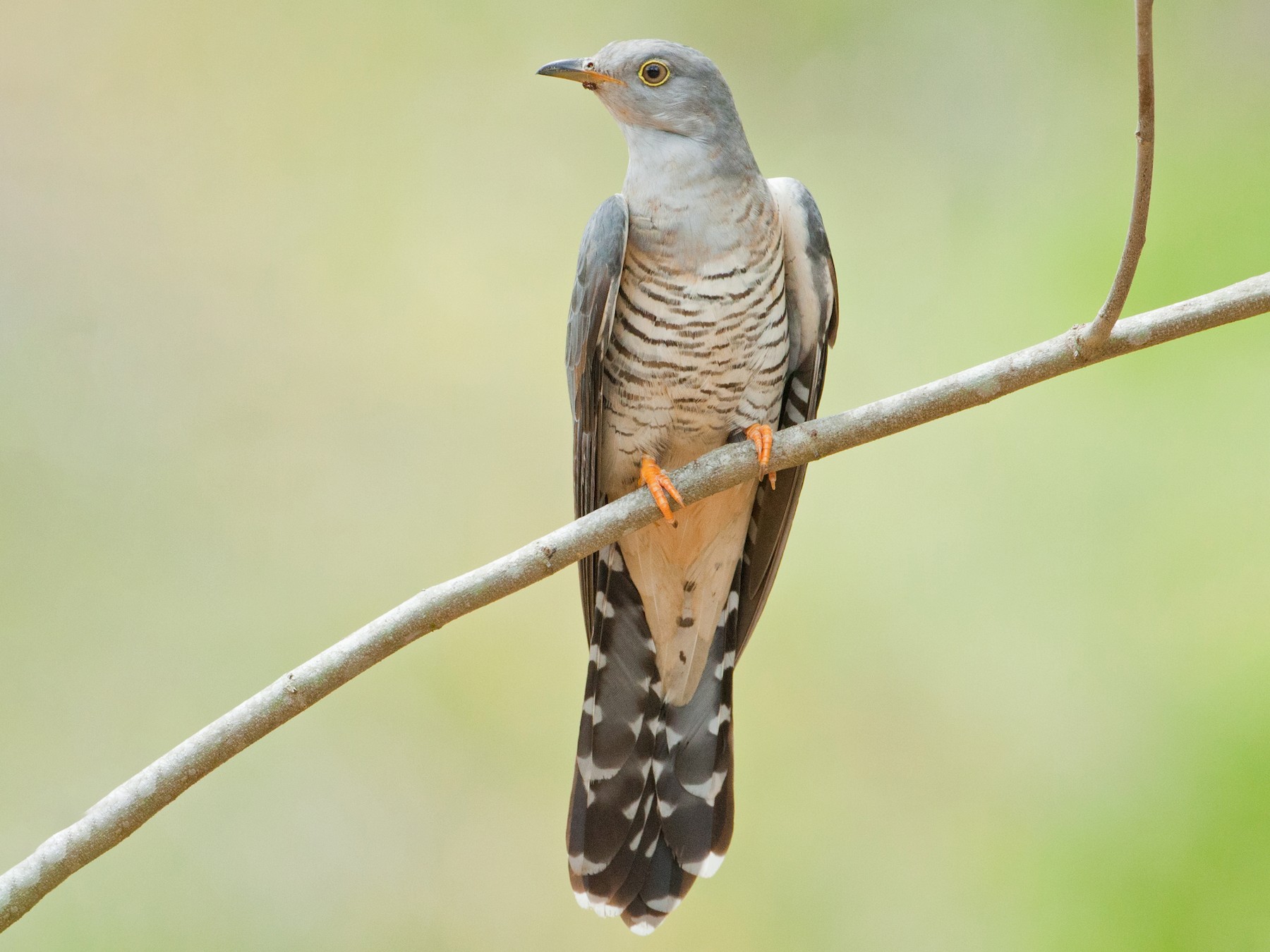 Himalayan Cuckoo - Wolfer _