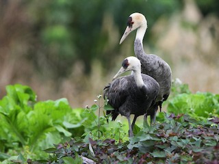 - Hooded Crane