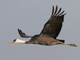  - Hooded Crane