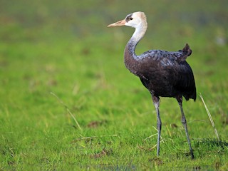  - Hooded Crane