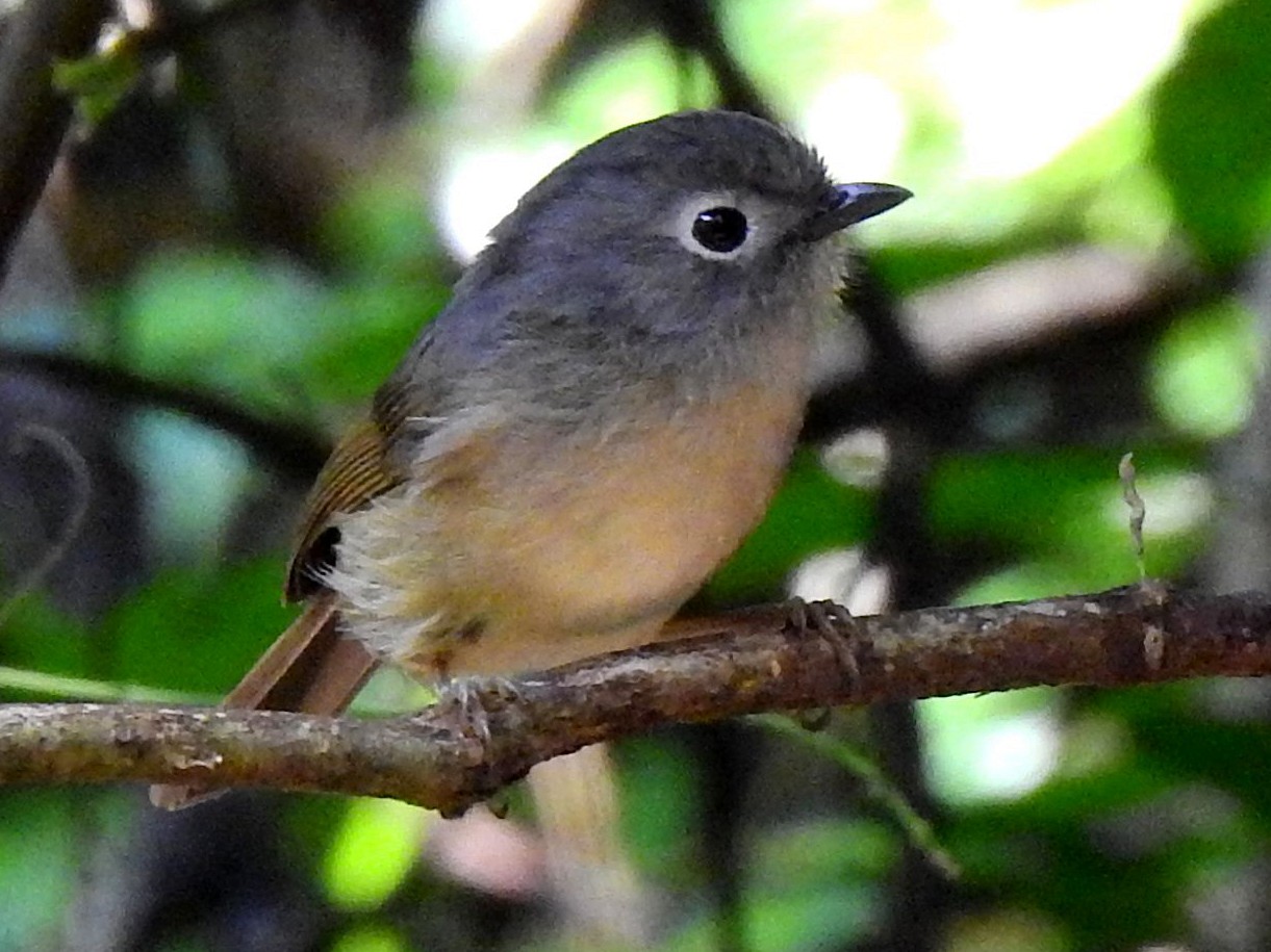 Huet's Fulvetta - Ebird