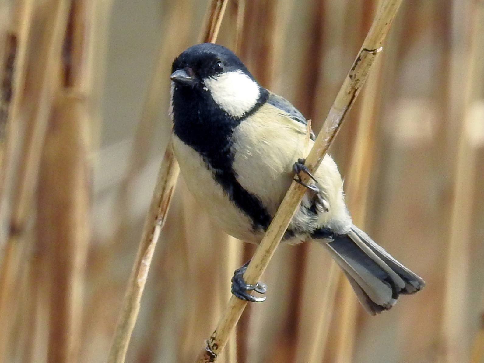 Japanese Tit - Anonymous