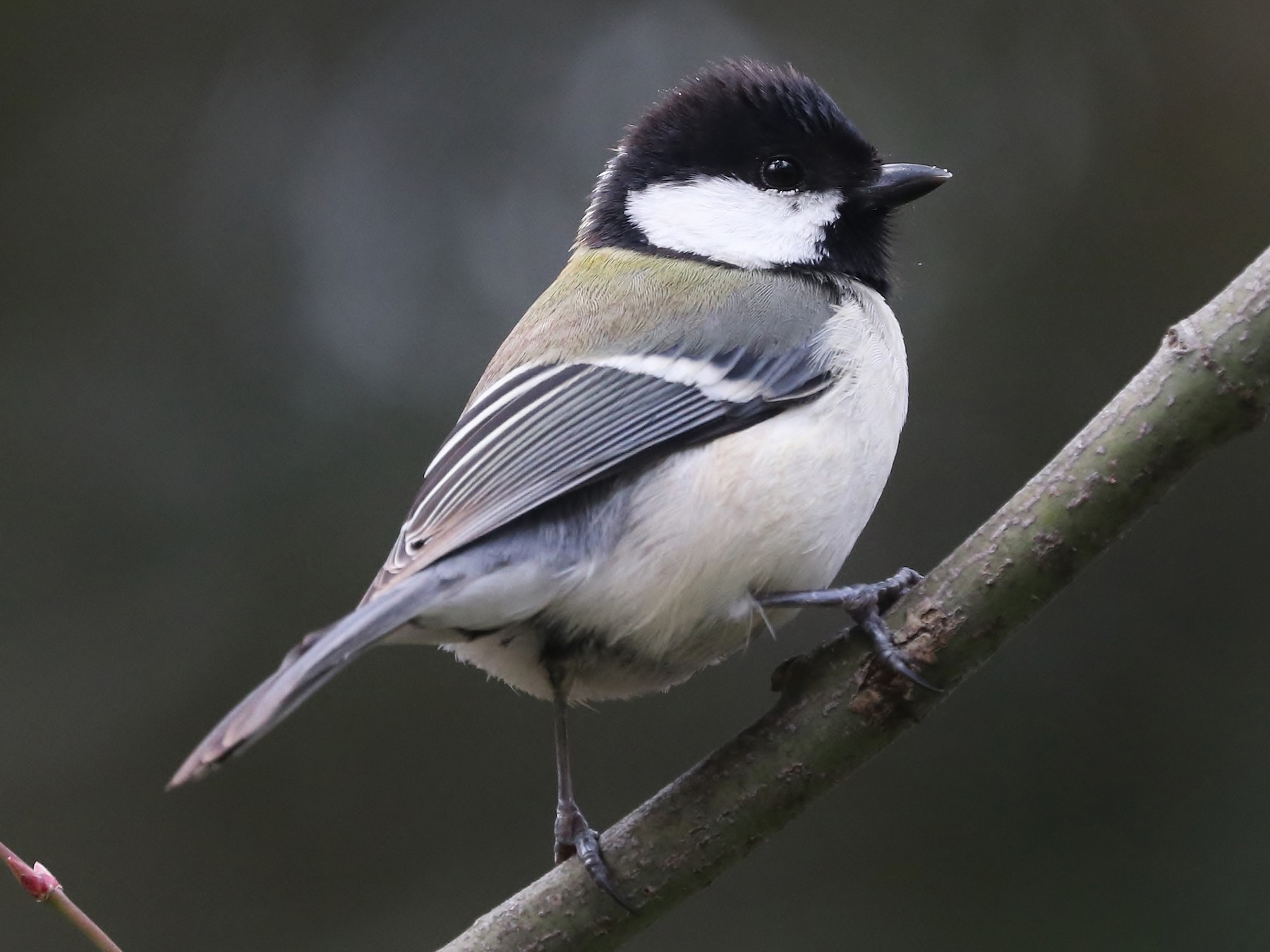 シジュウカラ - eBird