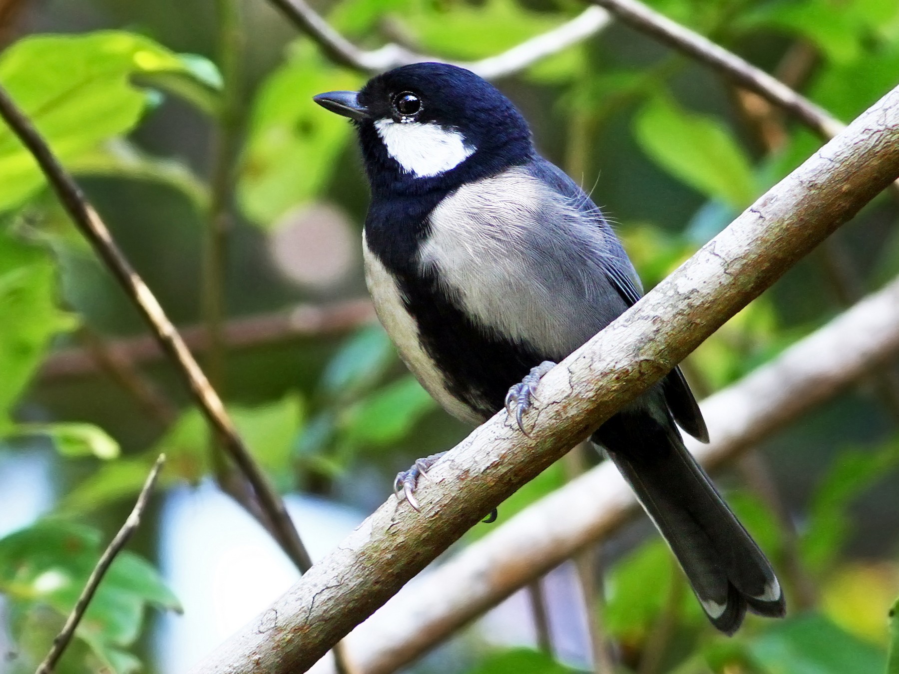 Japanese Tit - Andrew Spencer