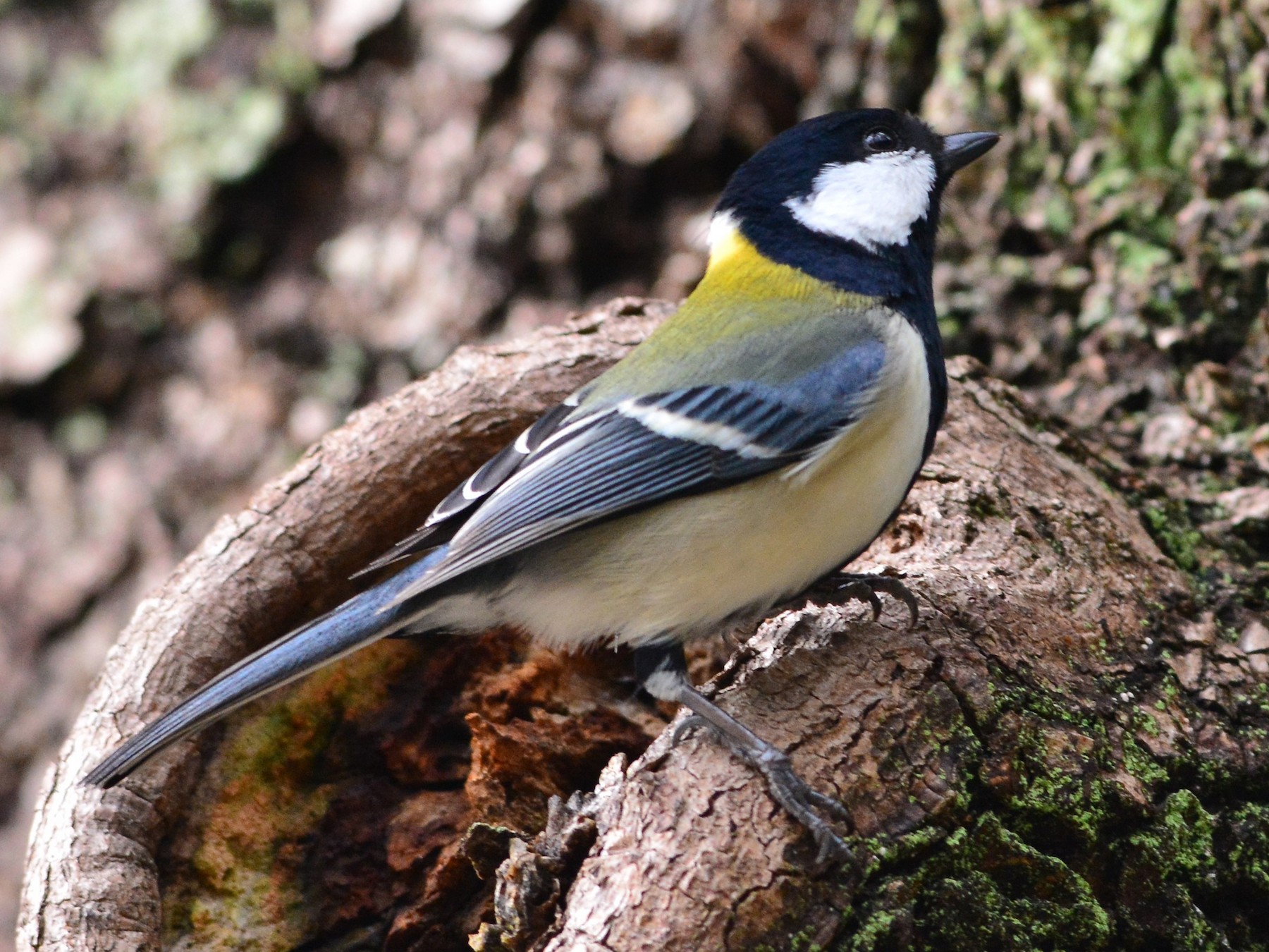 Japanese Tit - Ta-Chih Chen