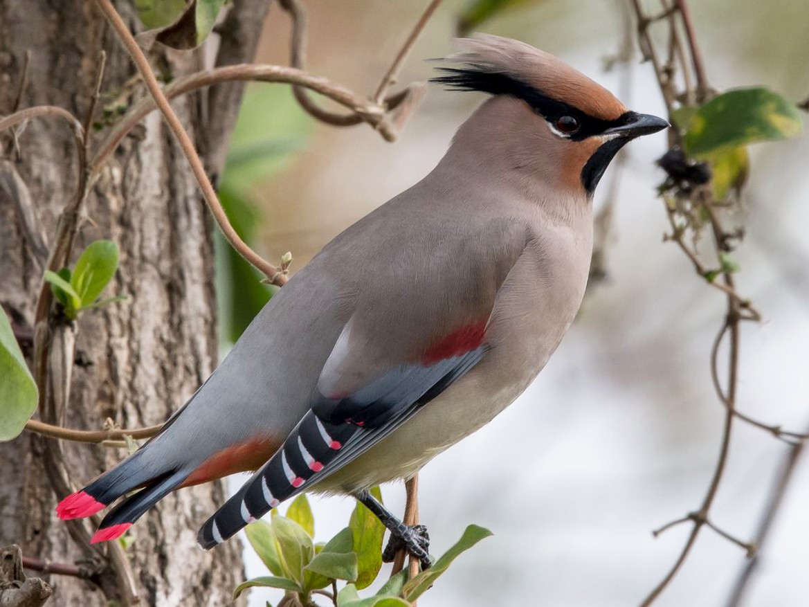 Japanese Waxwing - Bombycilla japonica - Birds of the World