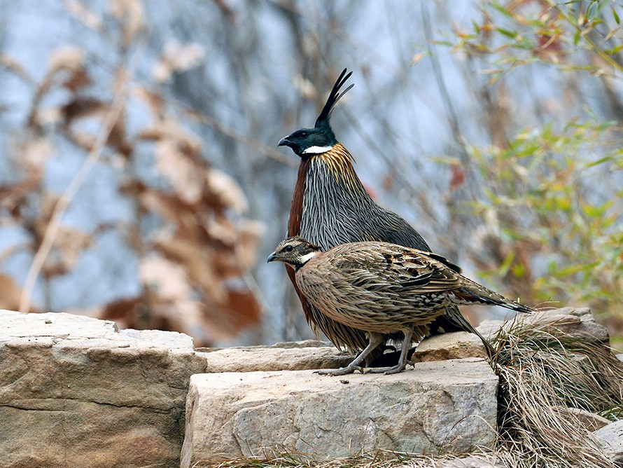 Koklass Pheasant - Chaiyan Kasorndorkbua